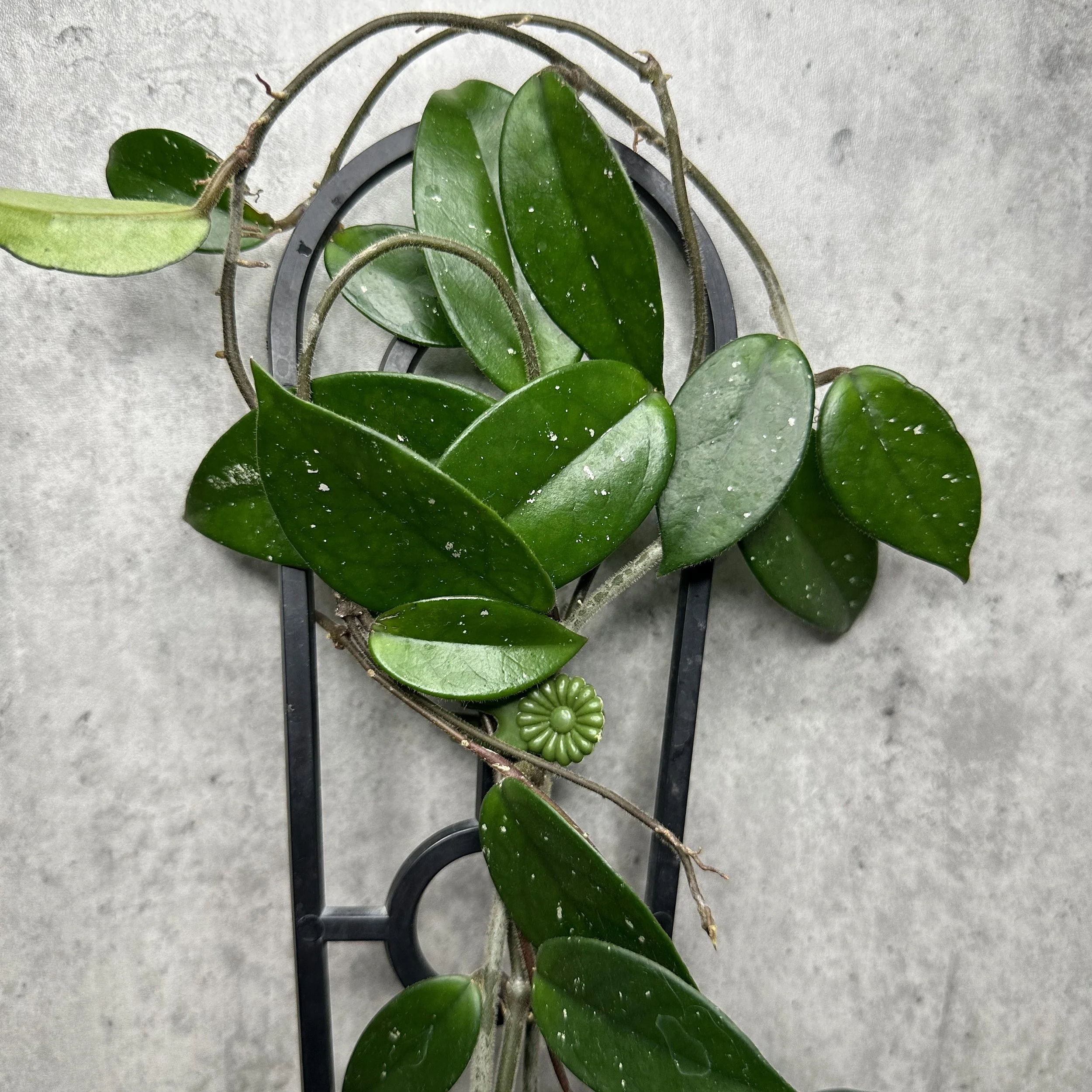 Hoya latifolia albomarginata — HABIT Plants